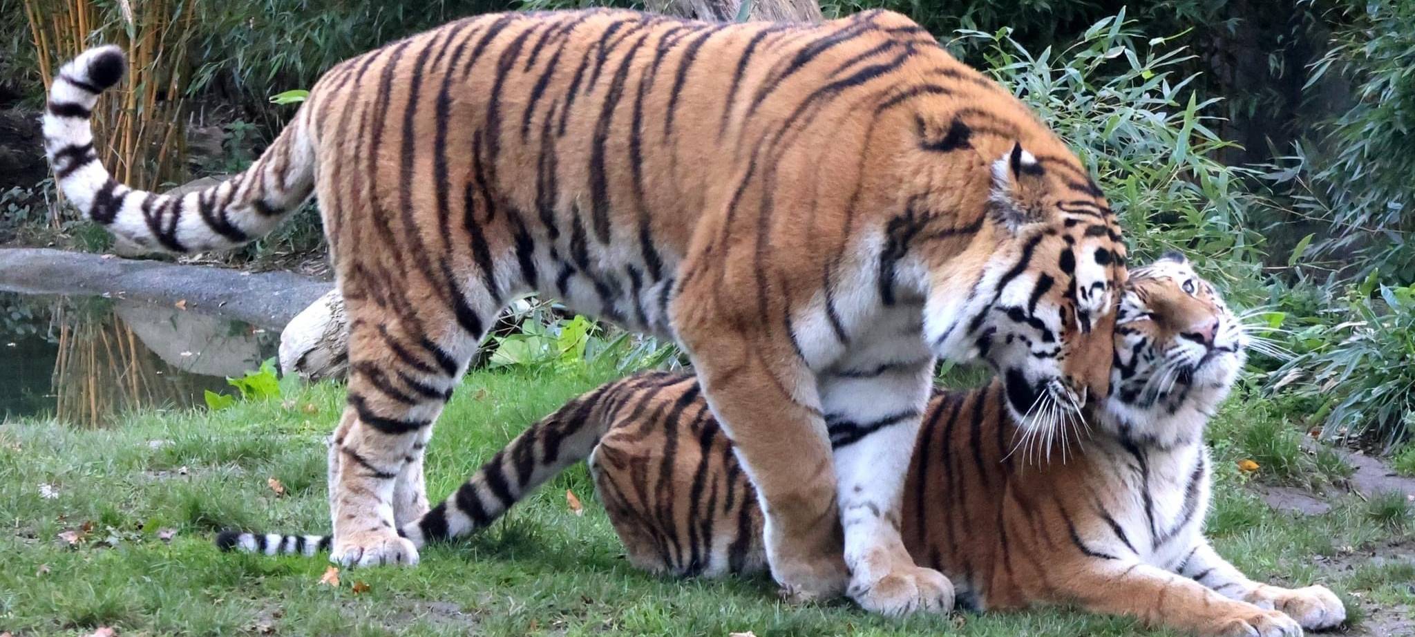 Raya und Fedor: Ist es Liebe?