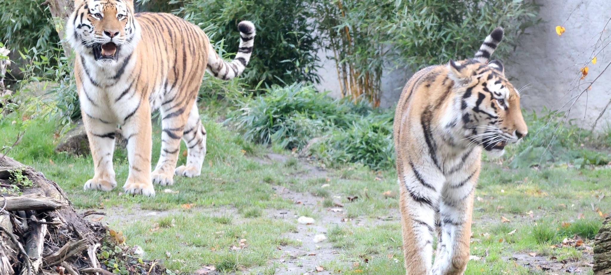 Raya und Fedor: Ist es Liebe?