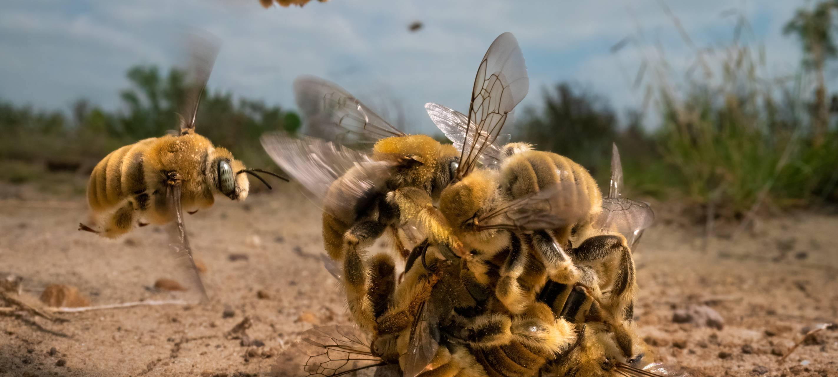 Die besten Naturfotos des Jahres