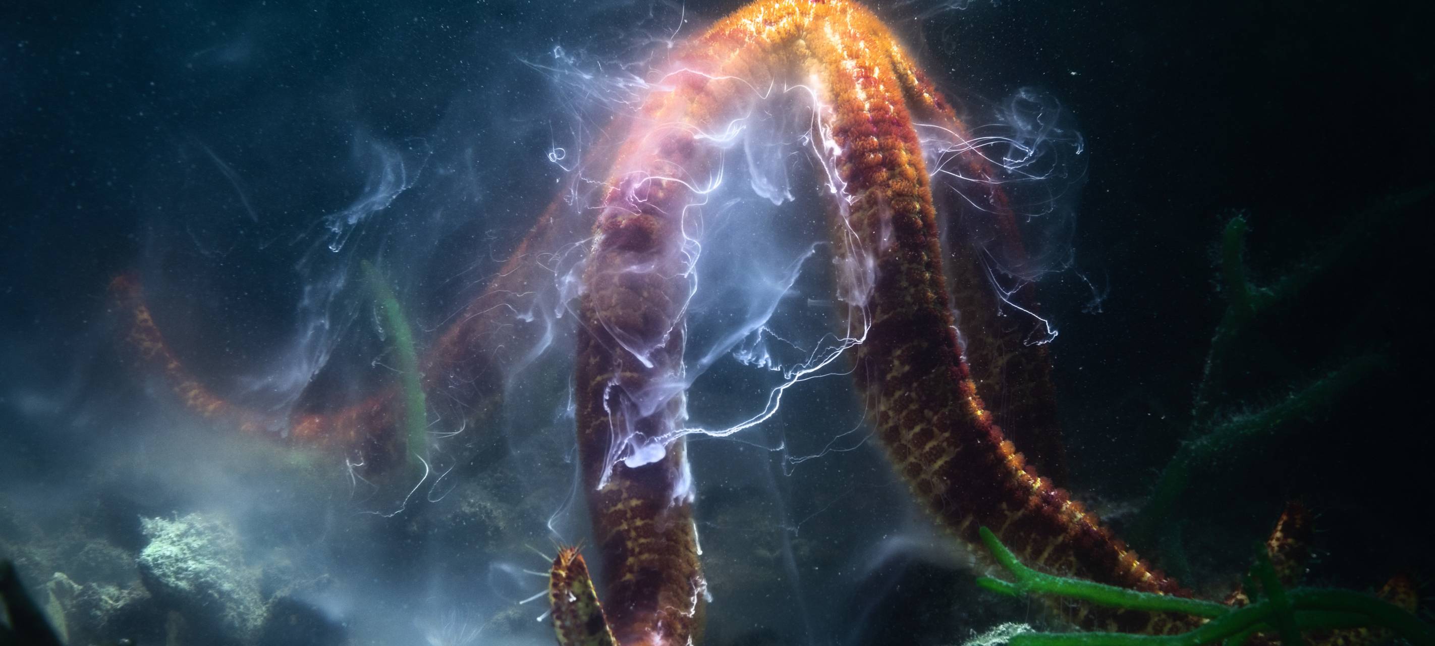 Die besten Naturfotos des Jahres