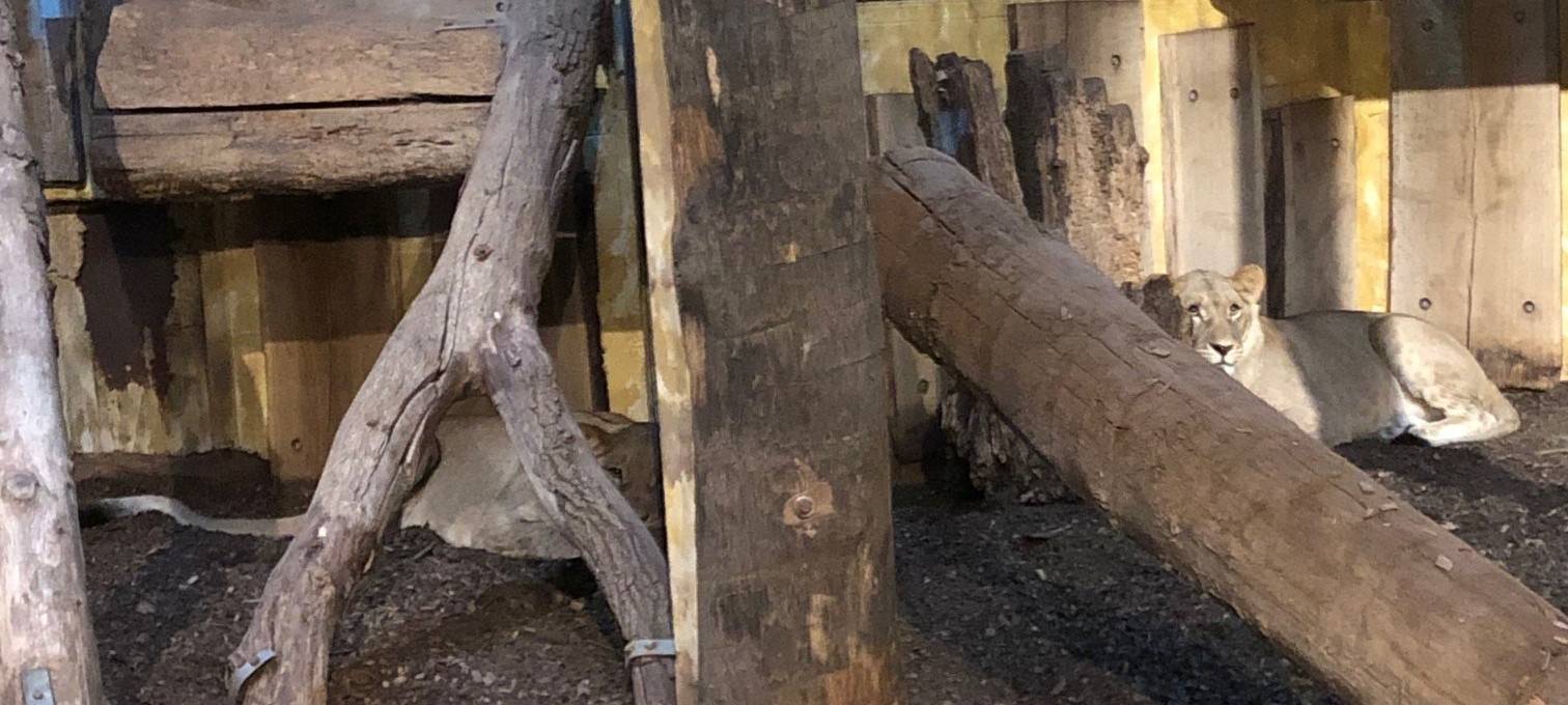 Neue Löwen im Allwetterzoo
