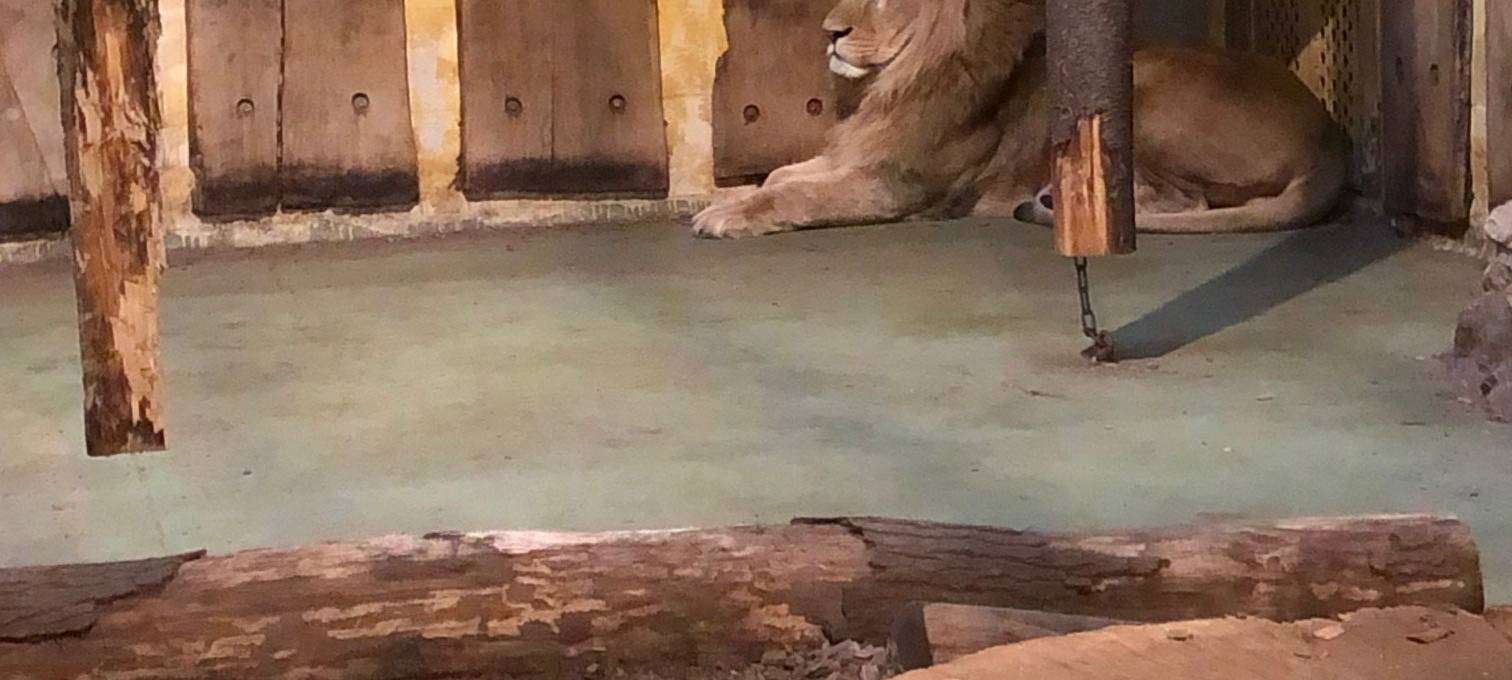 Neue Löwen im Allwetterzoo