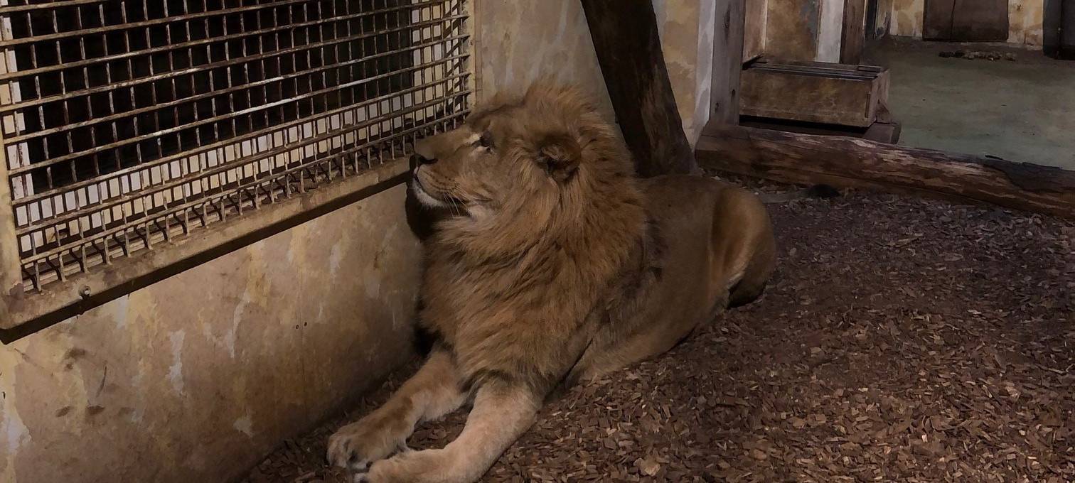 Neue Löwen im Allwetterzoo