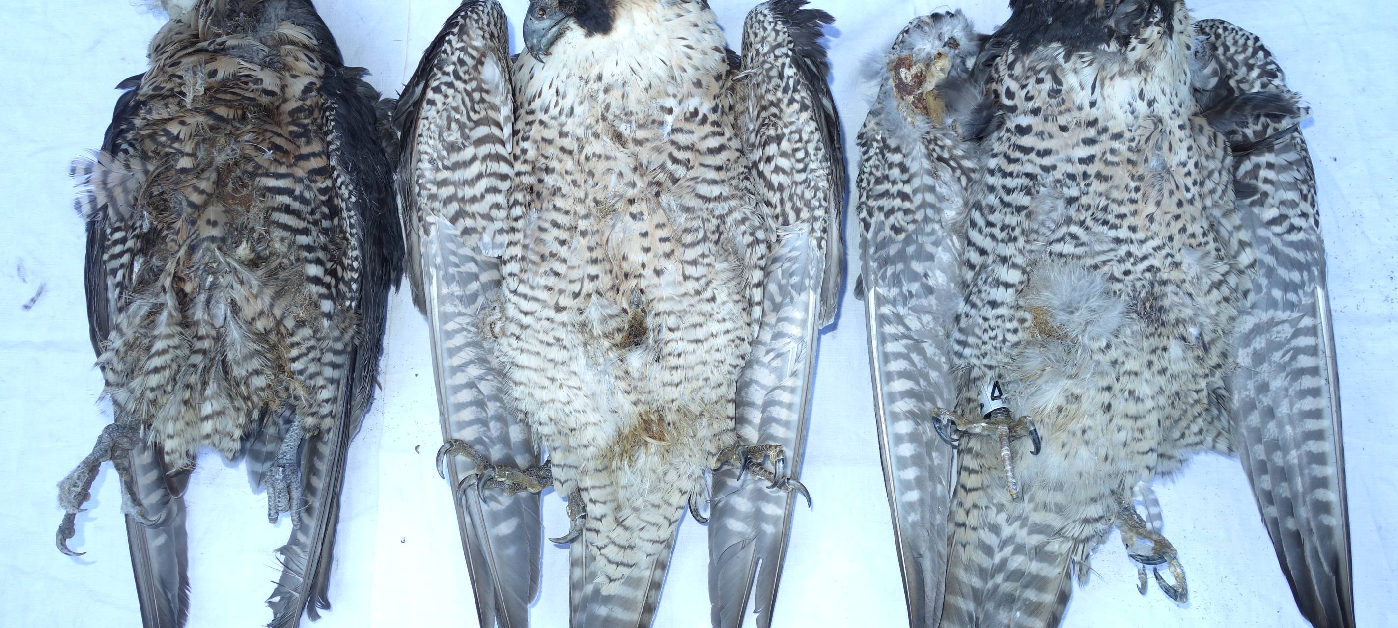 Weitere Falken vergiftet