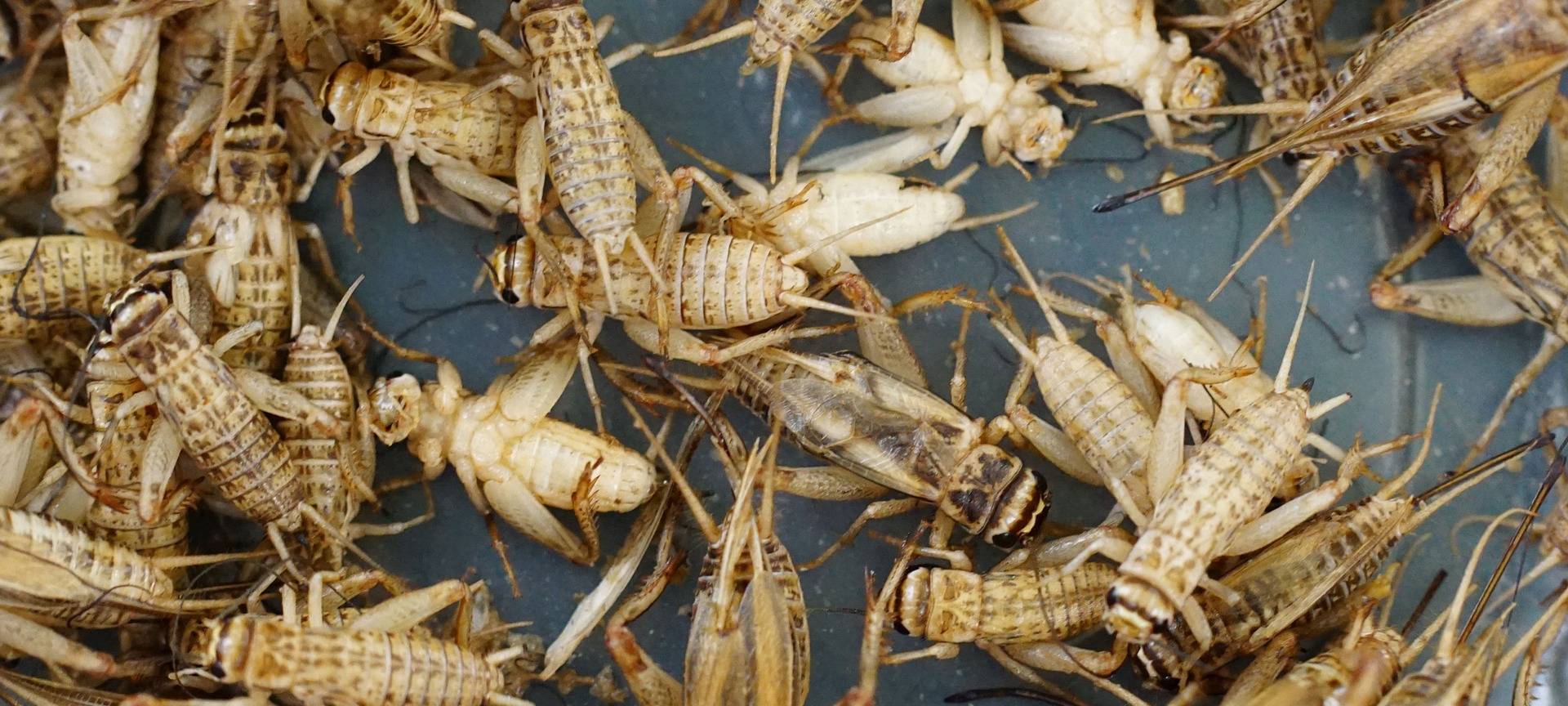 Insekten in Lebensmitteln