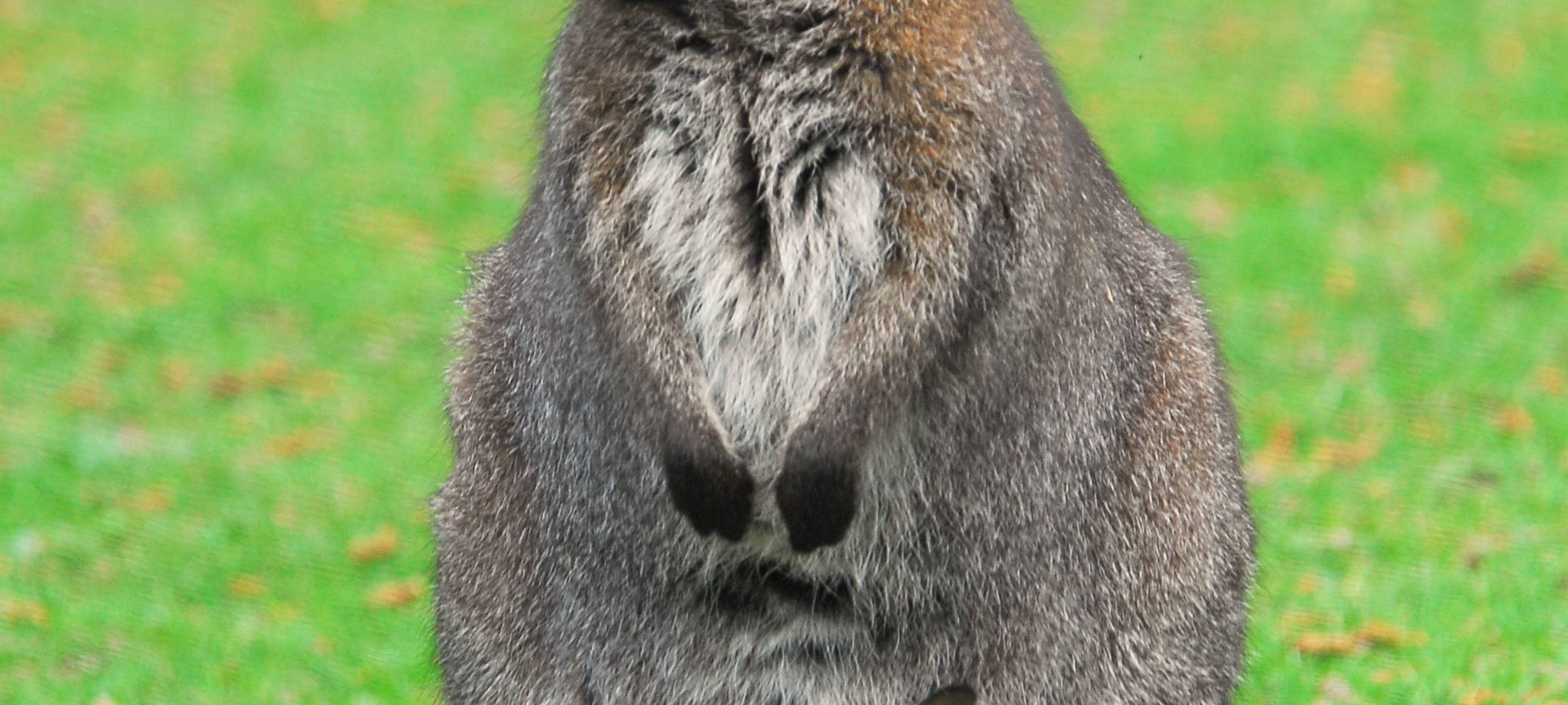 Bennettkänguru mit Jungem