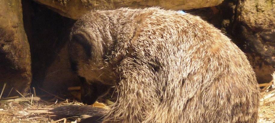Erdmännchen-Nachwuchs bei Bonny und Clyde