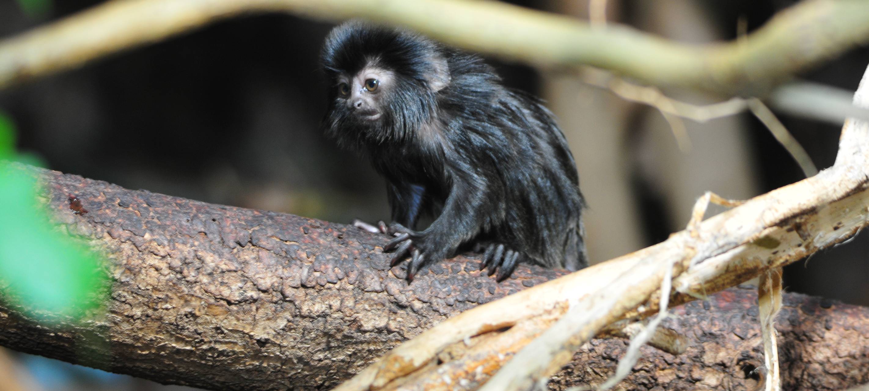 Frühling im Zoo