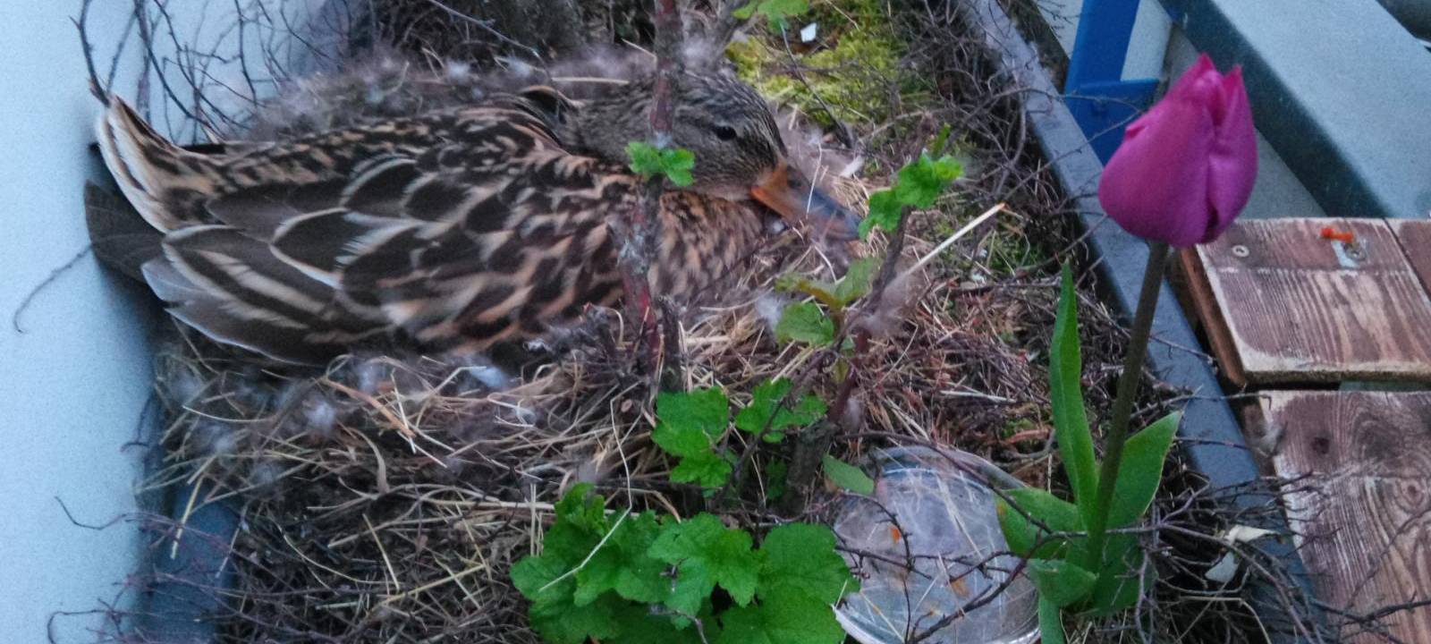 Eine Ente auf dem Balkon
