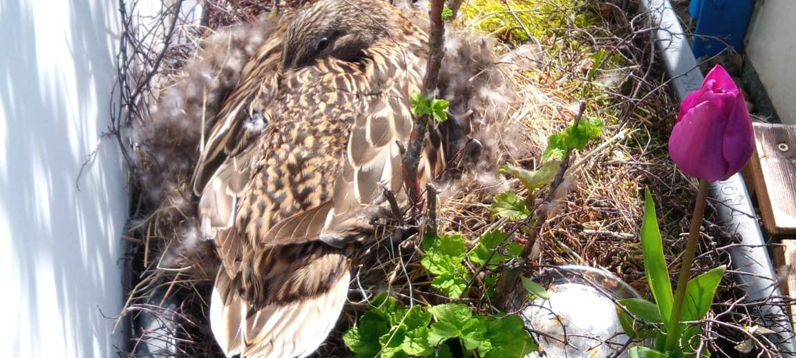 Eine Ente auf dem Balkon