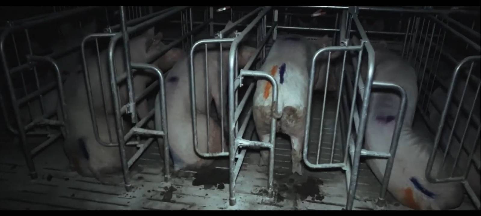 Tierquälerei im Schweinestall?