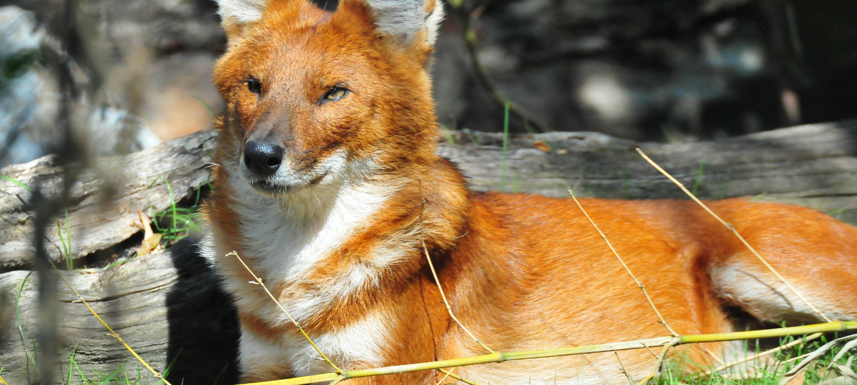 Allwetterzoo eröffnet Bärenhaus
