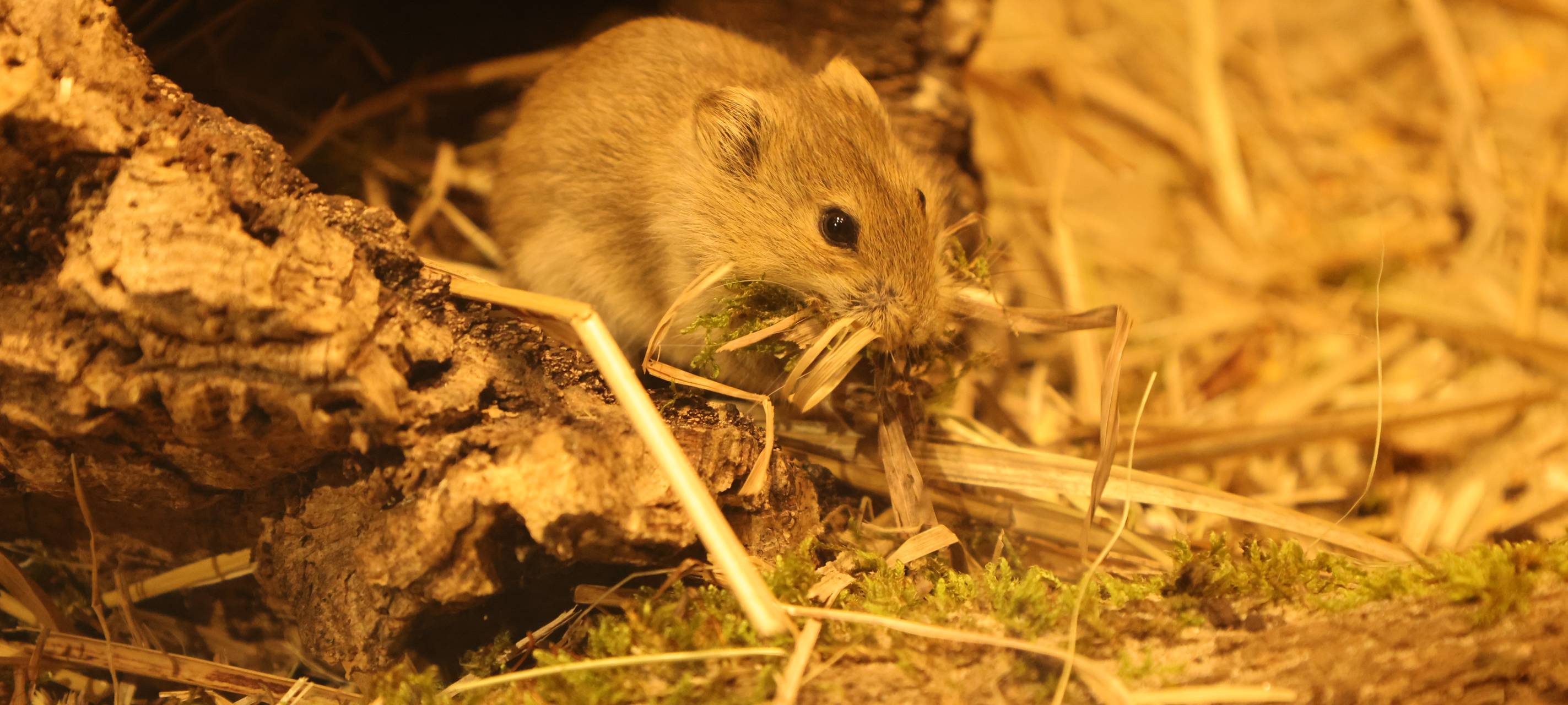 Allwetterzoo eröffnet Bärenhaus