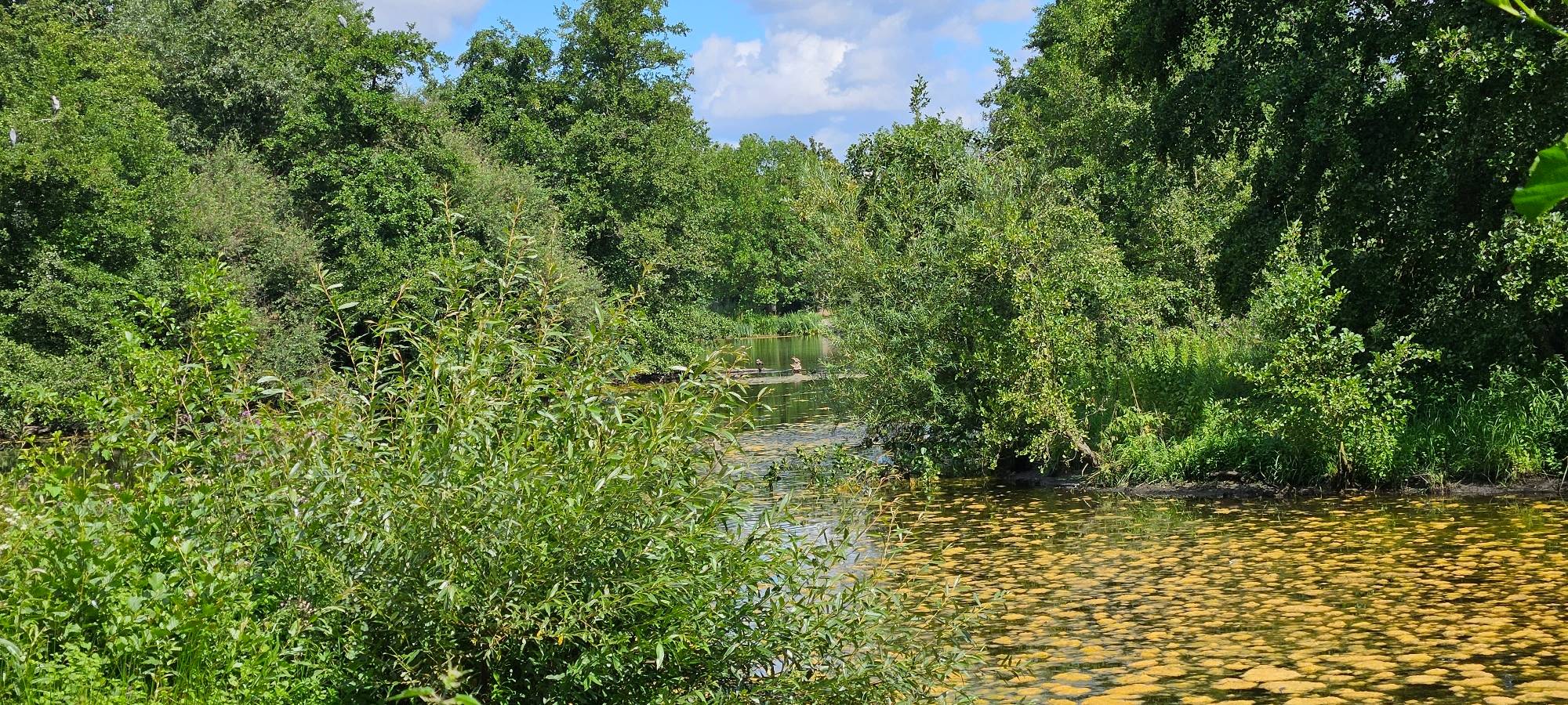 Aufwertung im Wienburgpark