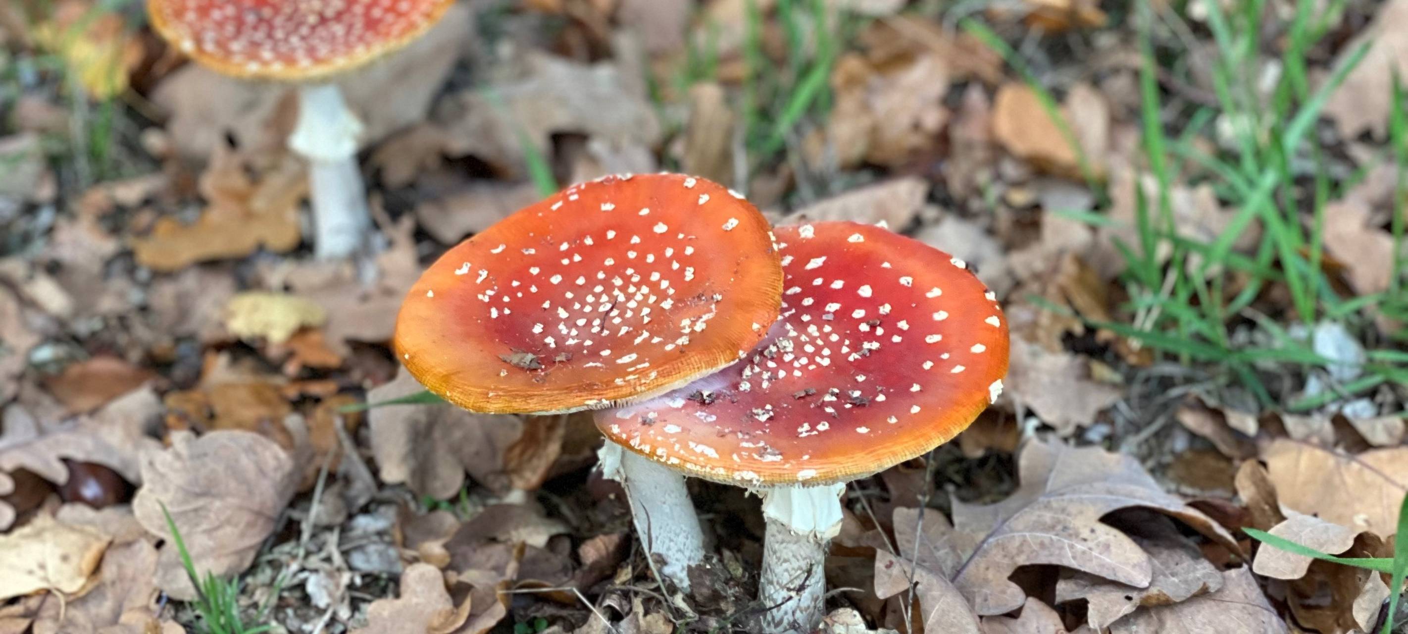 Nasses Wetter lässt Pilze sprießen - Waldsterben schmälert Bestände