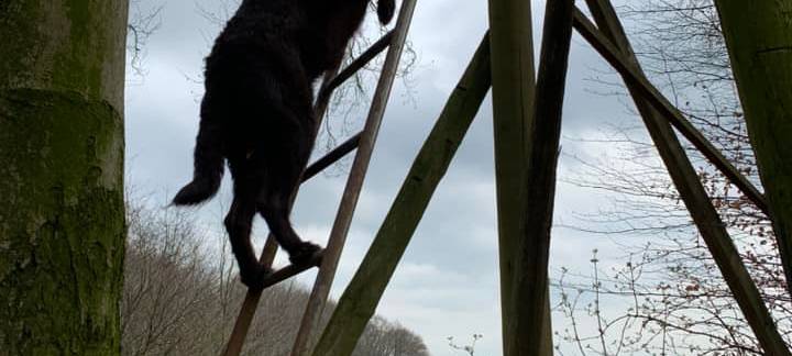 Münsters süßeste Hunde