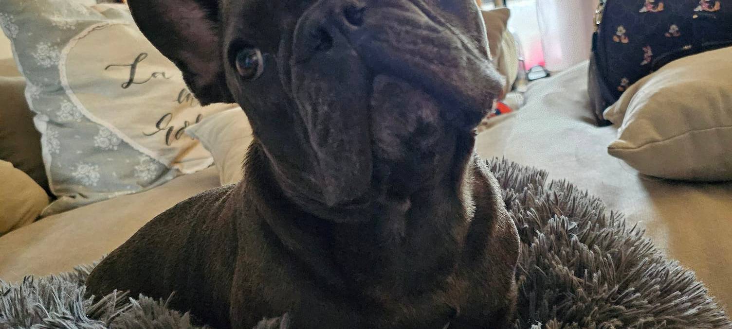 Münsters süßeste Hunde