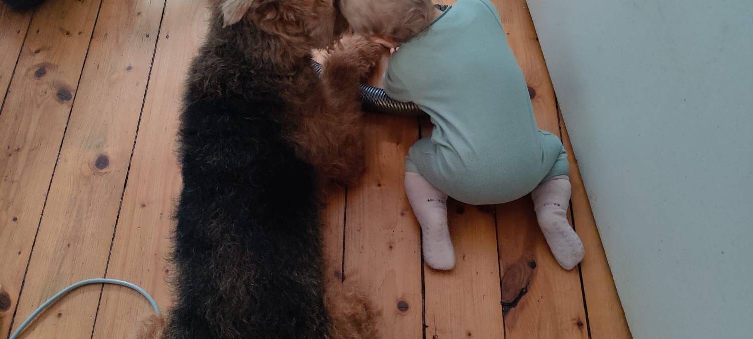 Münsters süßeste Hunde