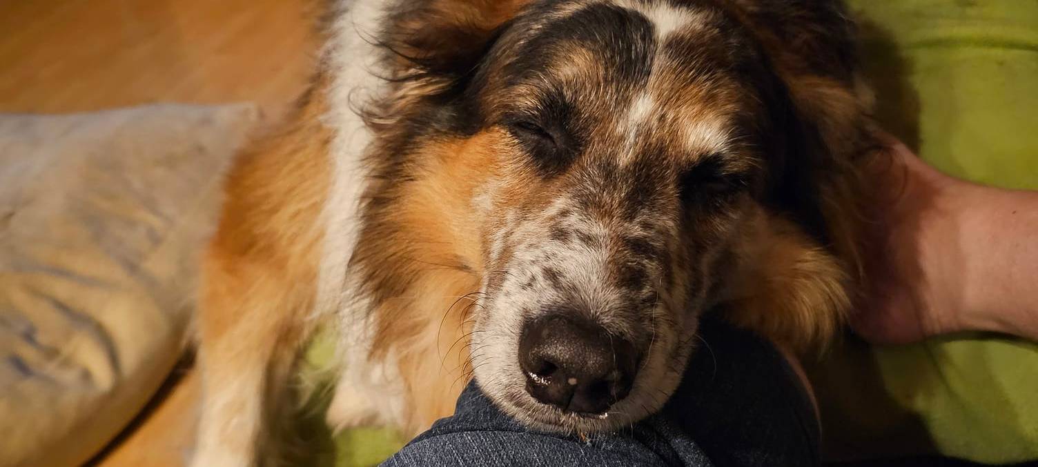 Münsters süßeste Hunde