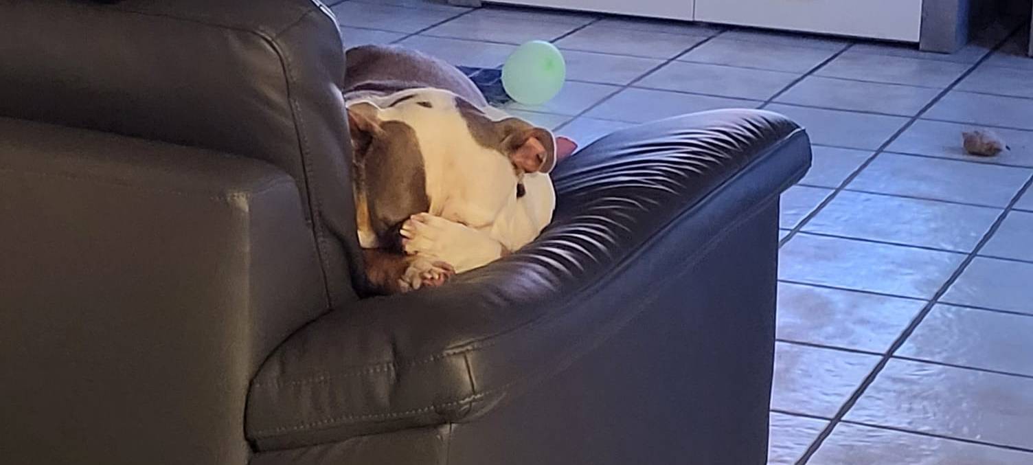 Münsters süßeste Hunde