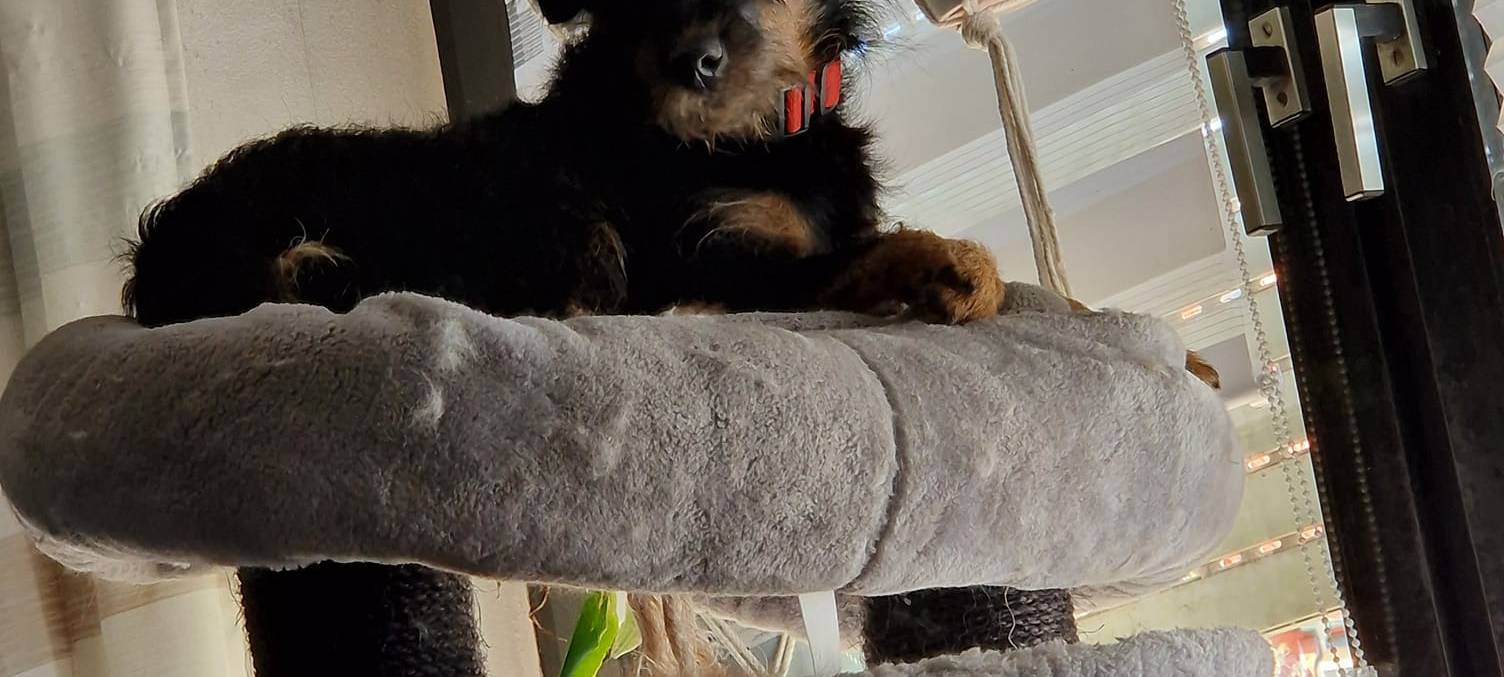 Münsters süßeste Hunde