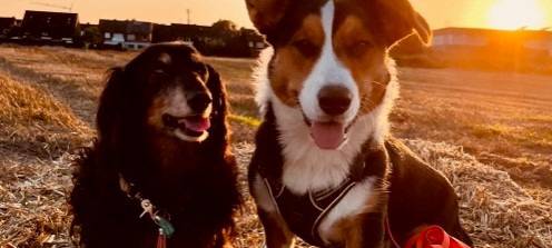 Münsters süßeste Hunde