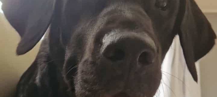 Münsters süßeste Hunde