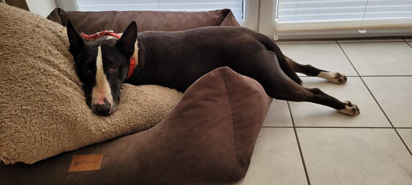 Münsters süßeste Hunde