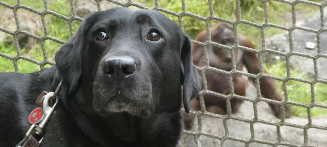 Münsters süßeste Hunde