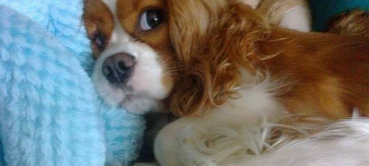 Münsters süßeste Hunde