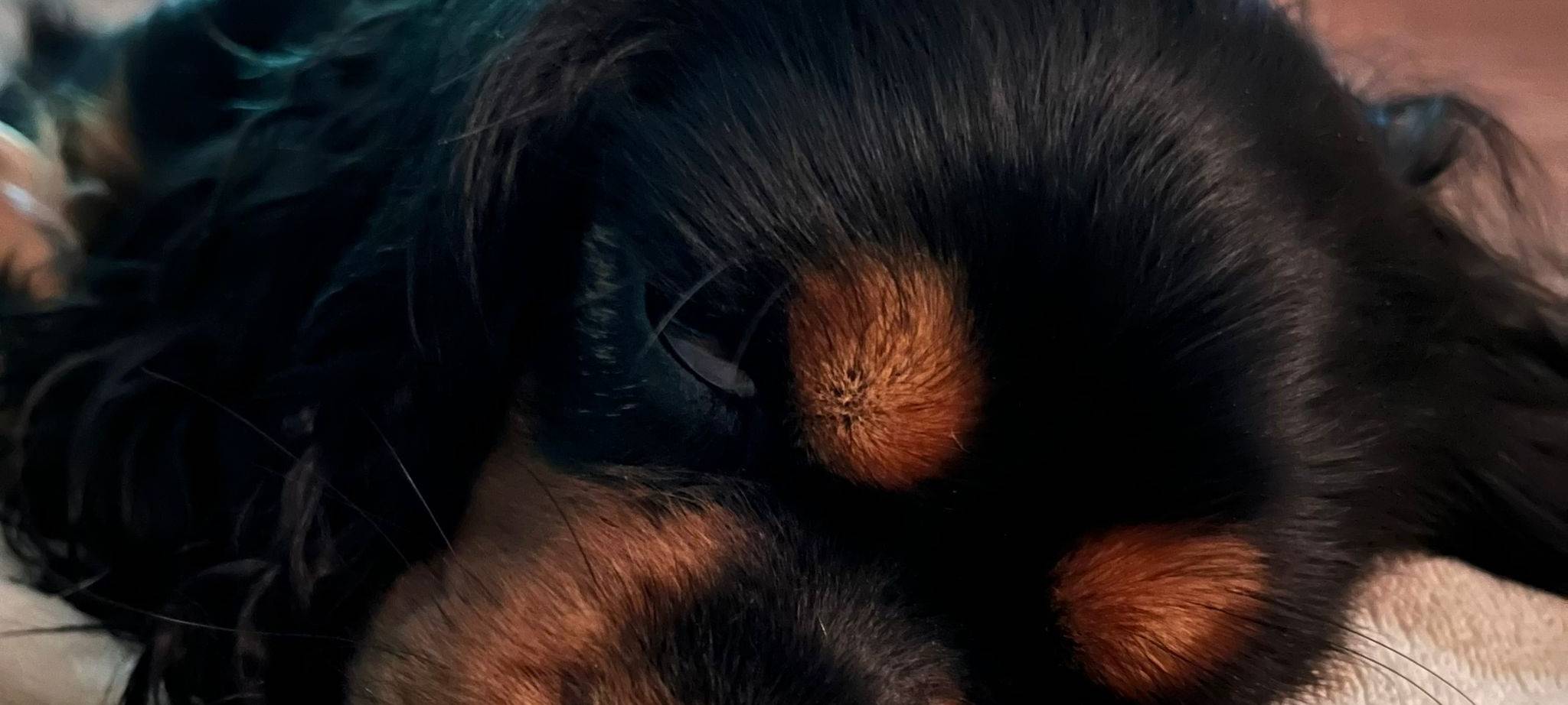 Münsters süßeste Hunde