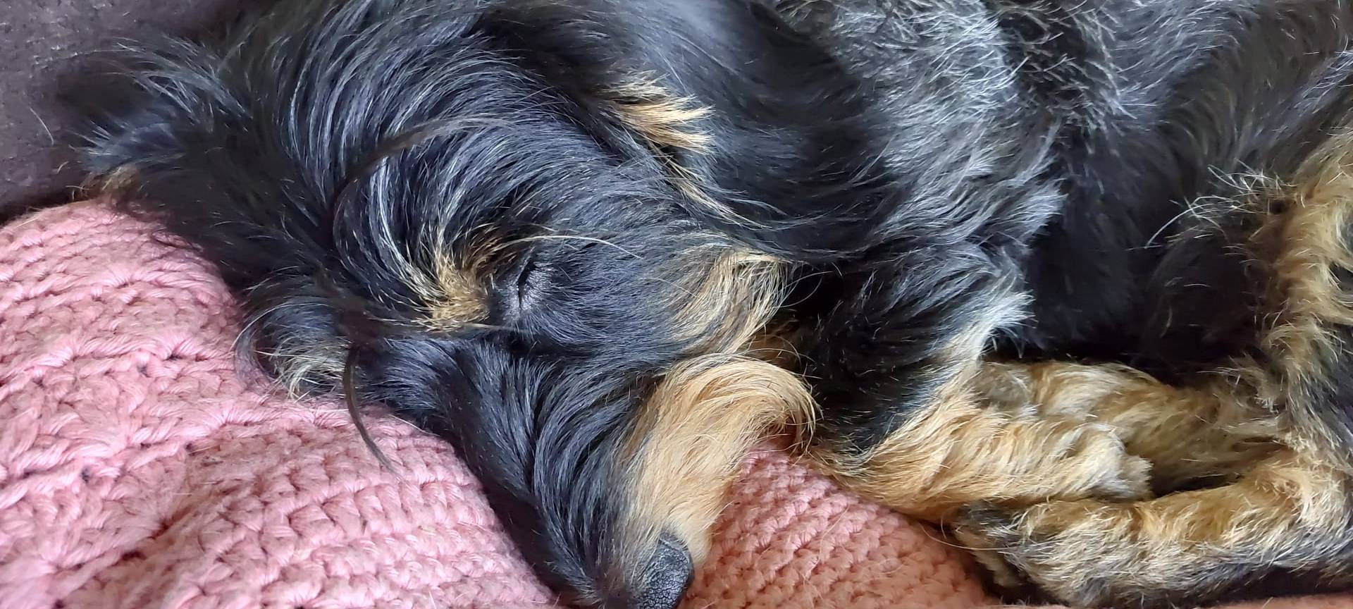 Münsters süßeste Hunde