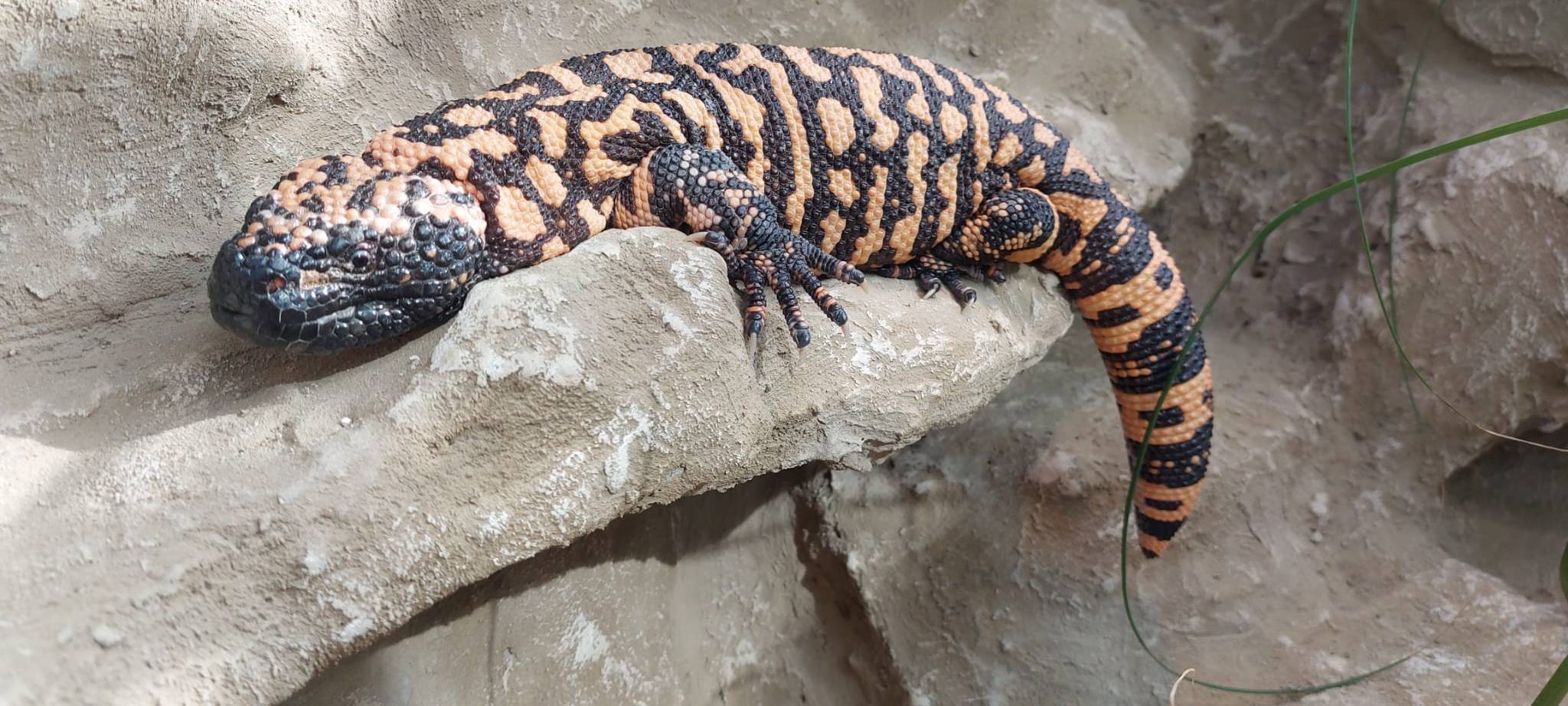 Erweiterung des Artenschutzcampus im Allwetterzoo
