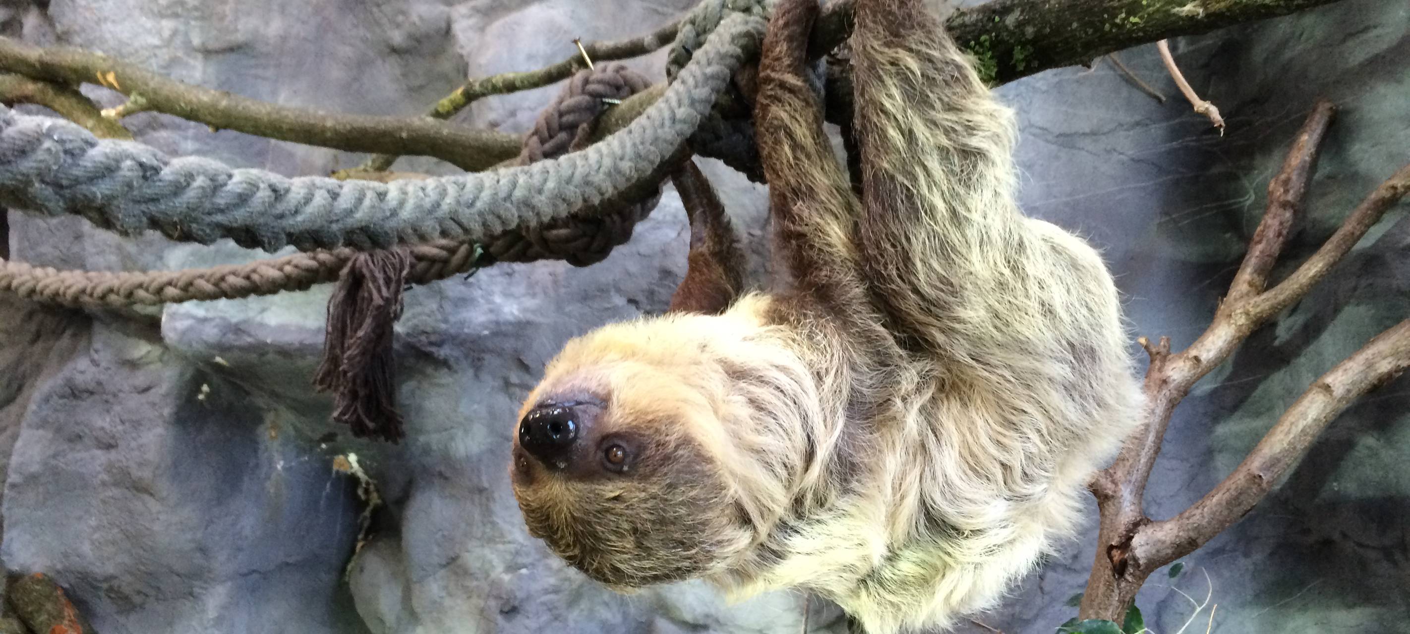 Faultier "Fiona" im Allwetterzoo