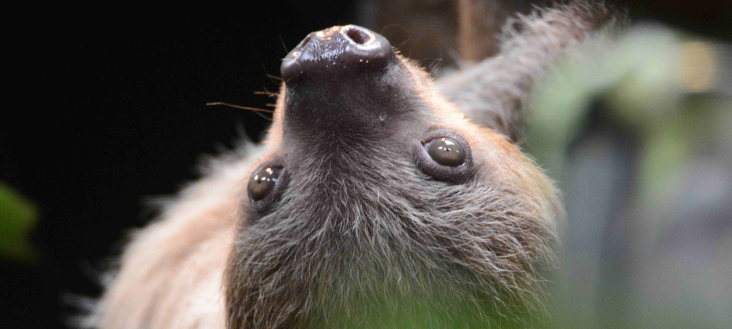 Faultier "Herr Marquardt" im Allwetterzoo