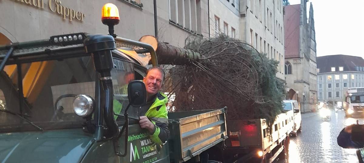 Die Lamberti-Tanne steht