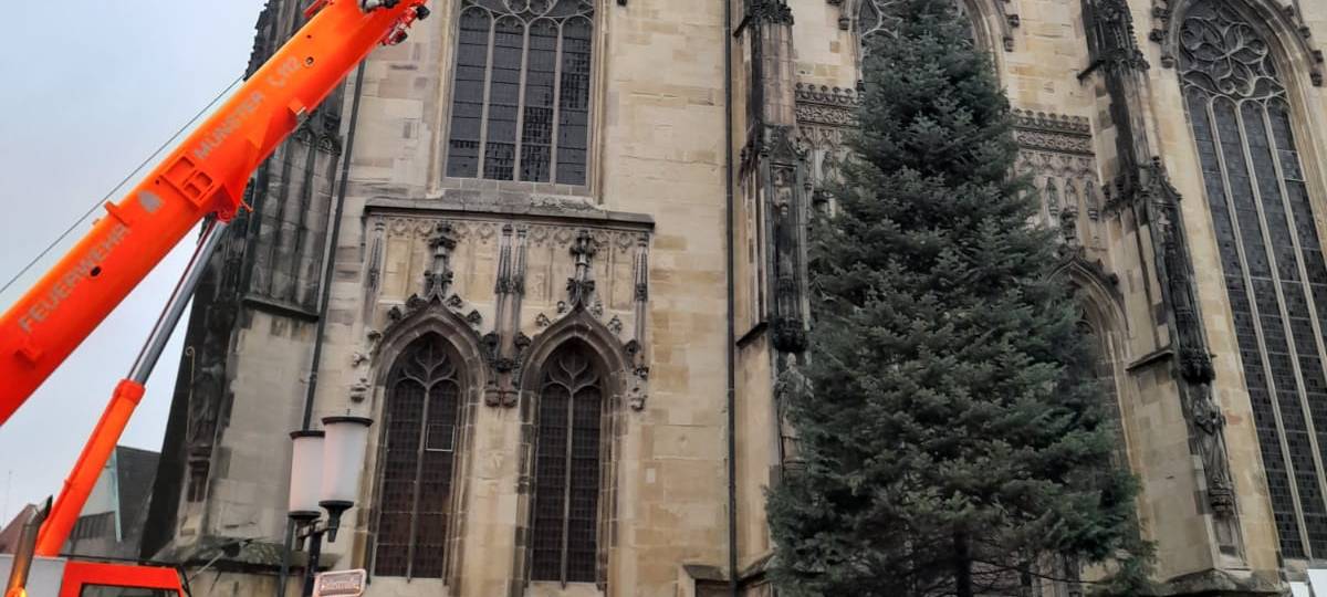 Die Lamberti-Tanne steht