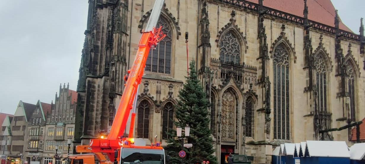 Die Lamberti-Tanne steht
