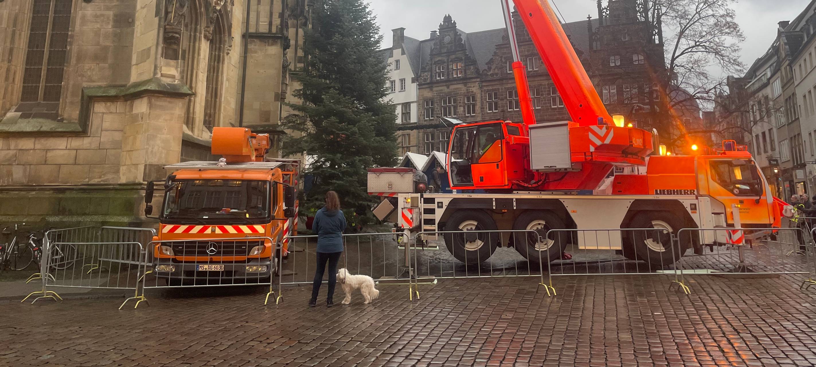 Die Lamberti-Tanne steht