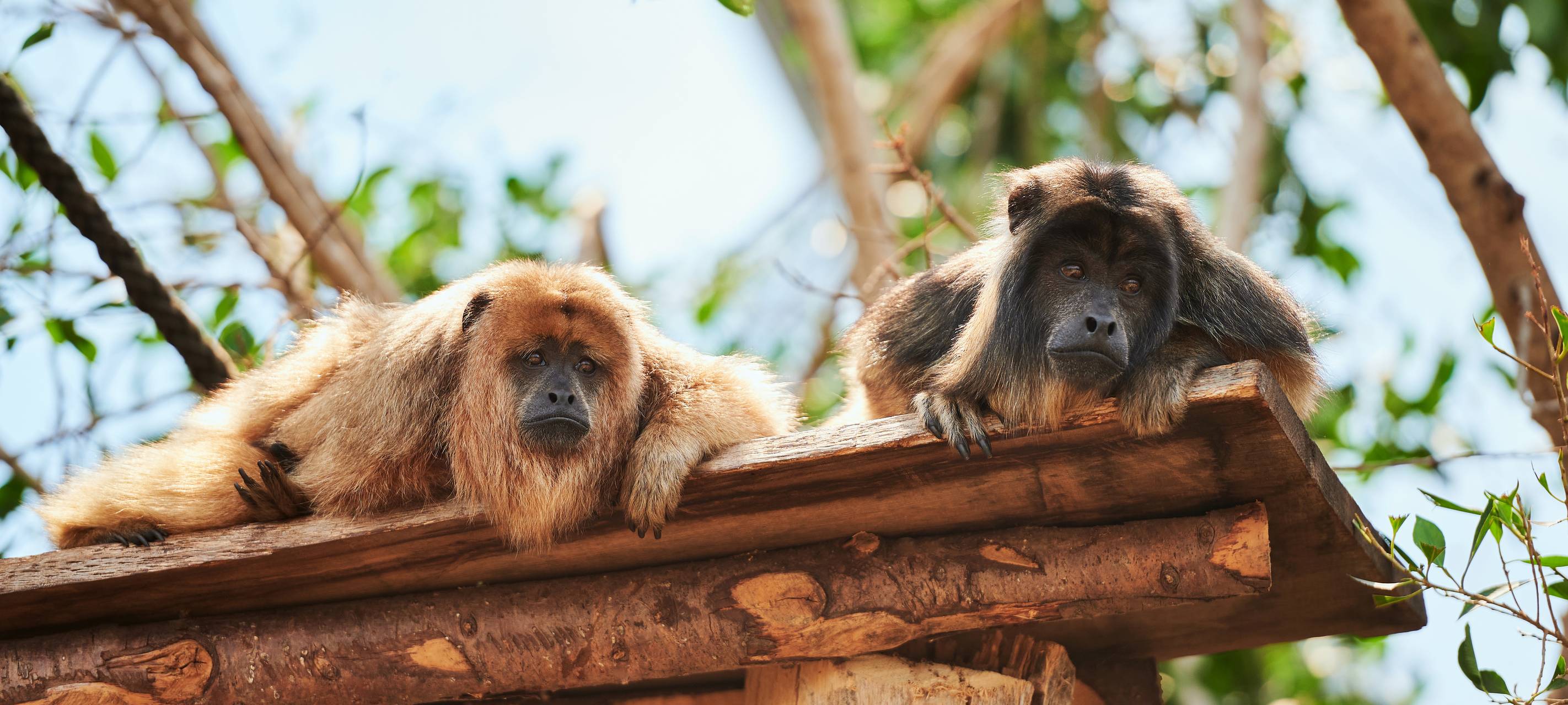 Fast 700.000 Menschen im Allwetterzoo