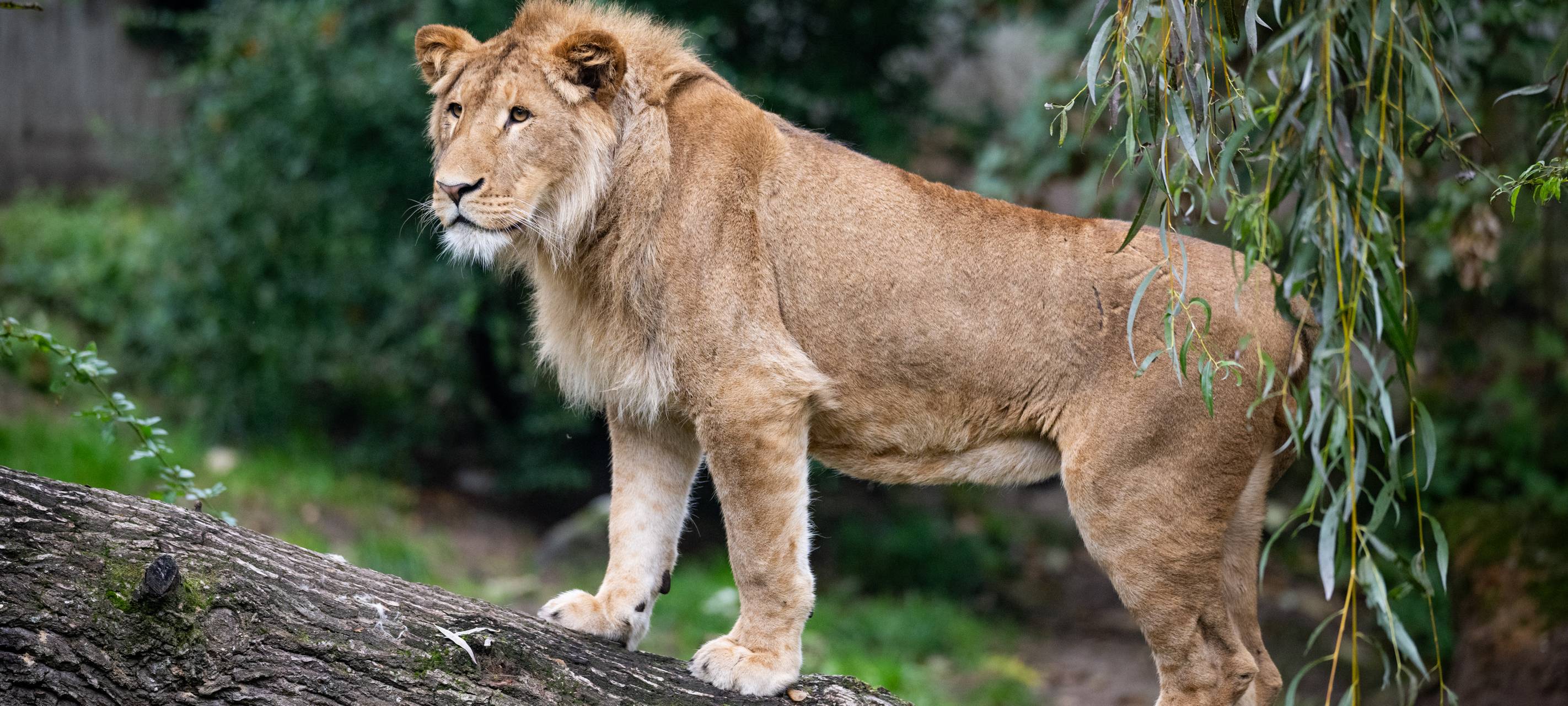 Fast 700.000 Menschen im Allwetterzoo