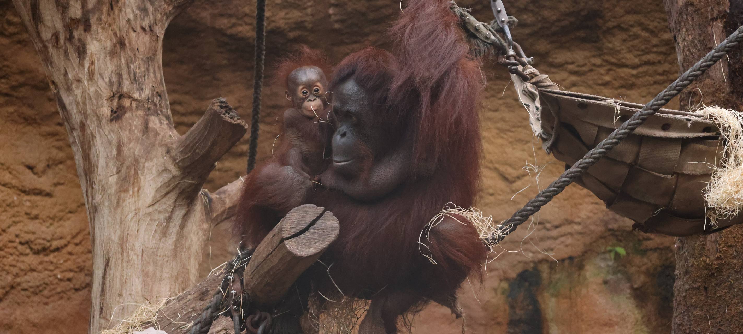 Fast 700.000 Menschen im Allwetterzoo