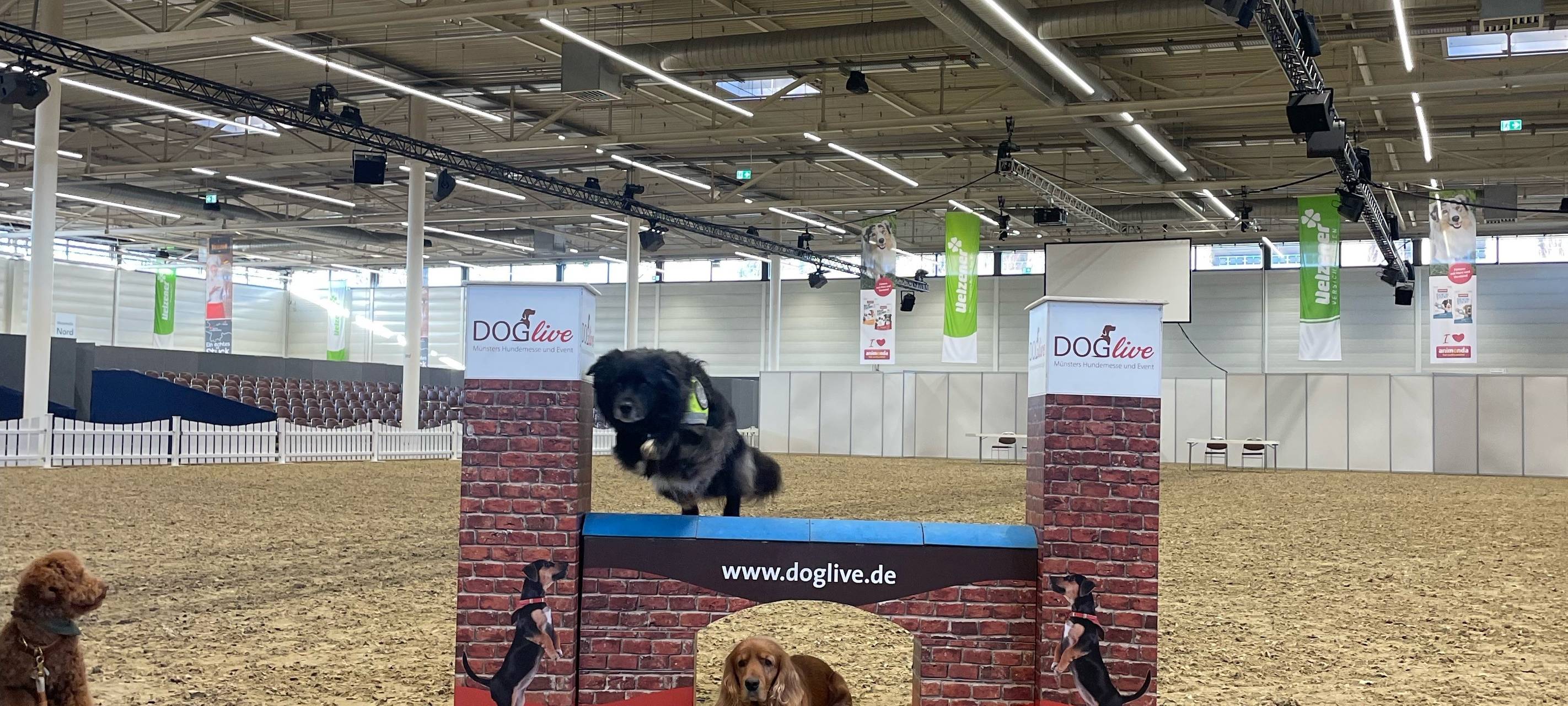 Tausende besuchten DOGLIVE