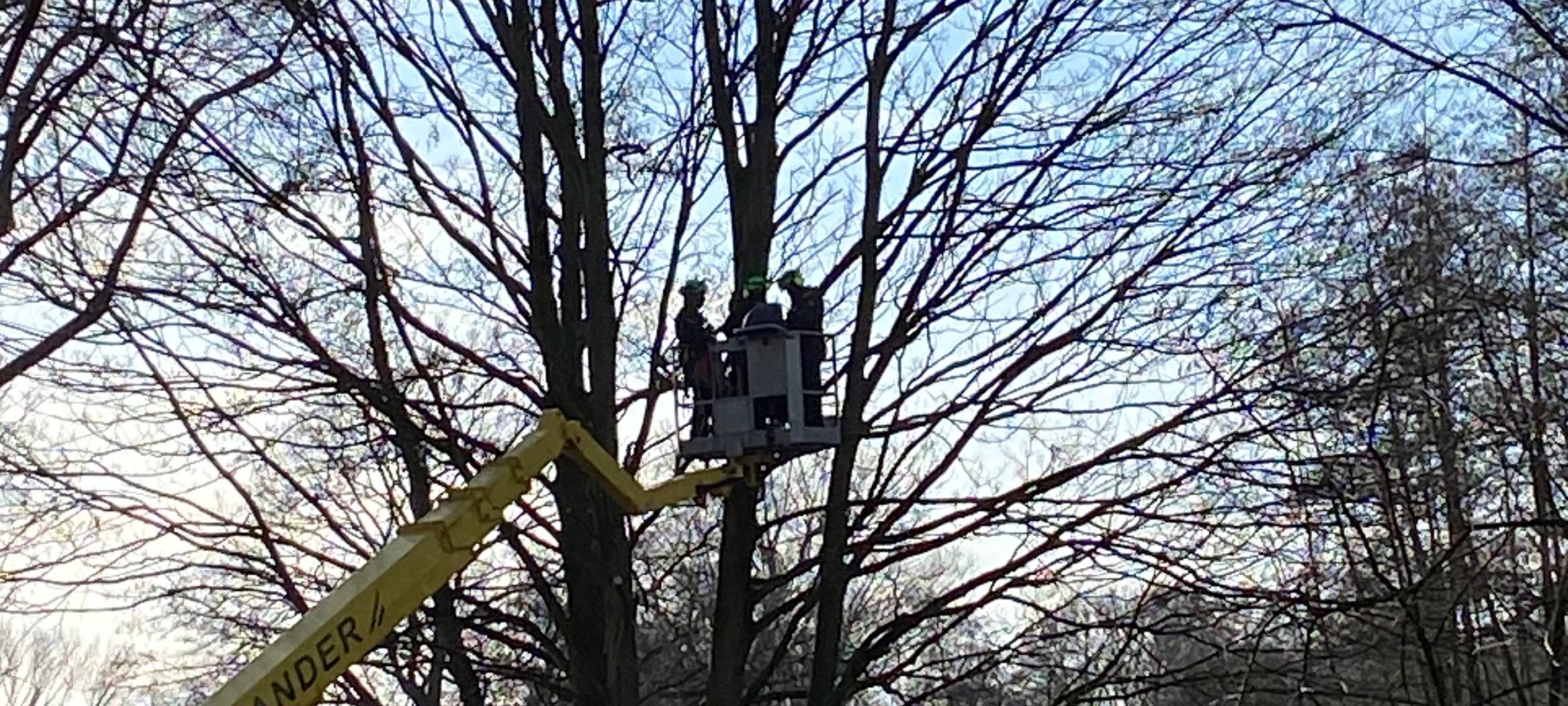 Bäume werden gefällt