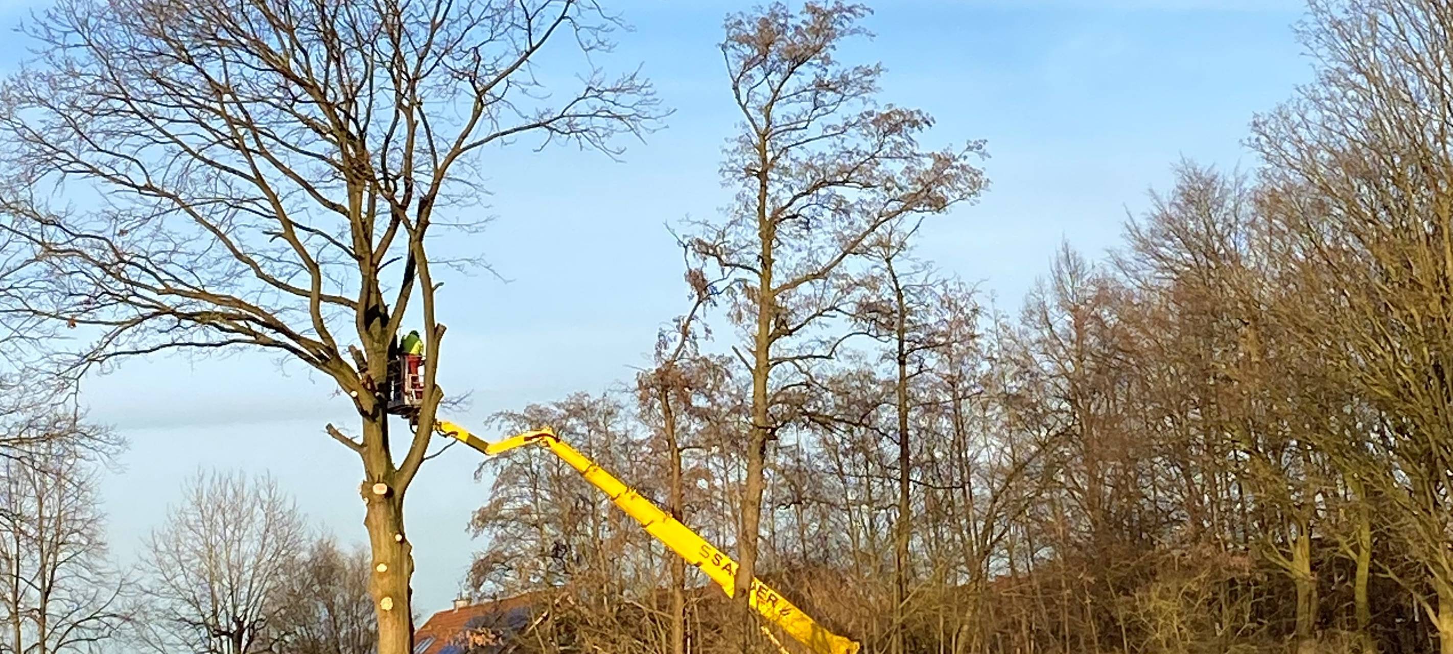 Bäume werden gefällt