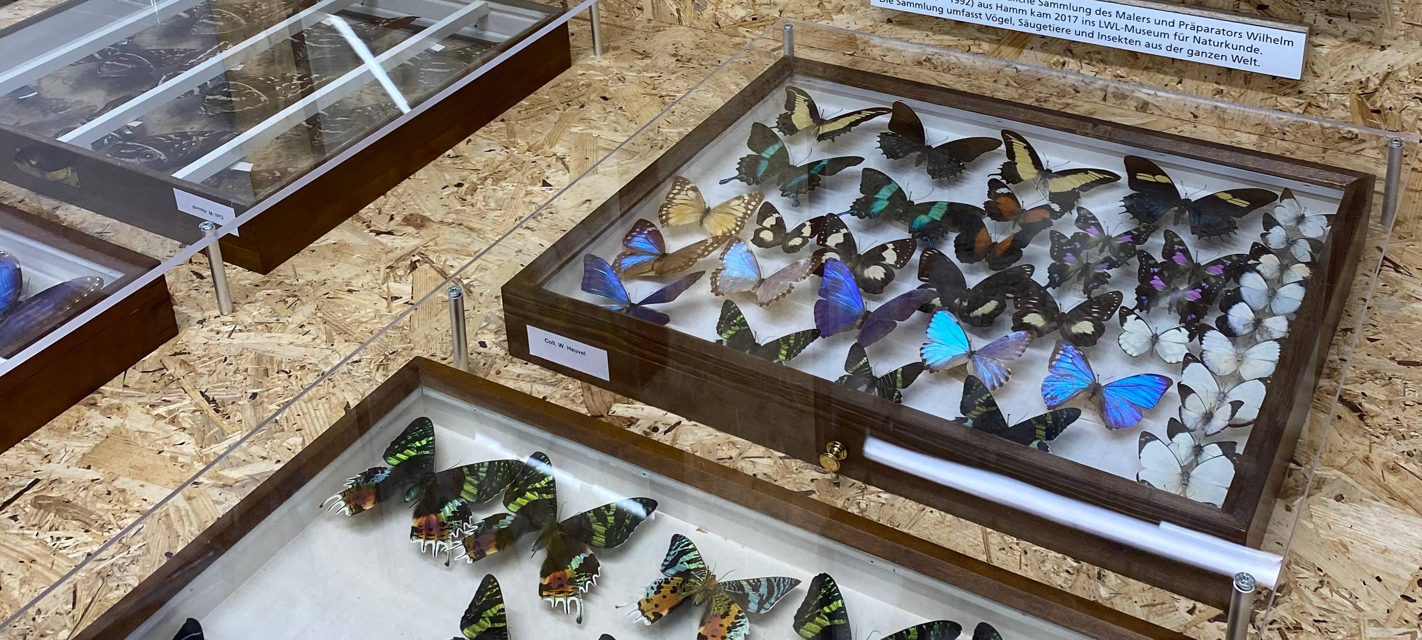 Münsters liebstes Museum