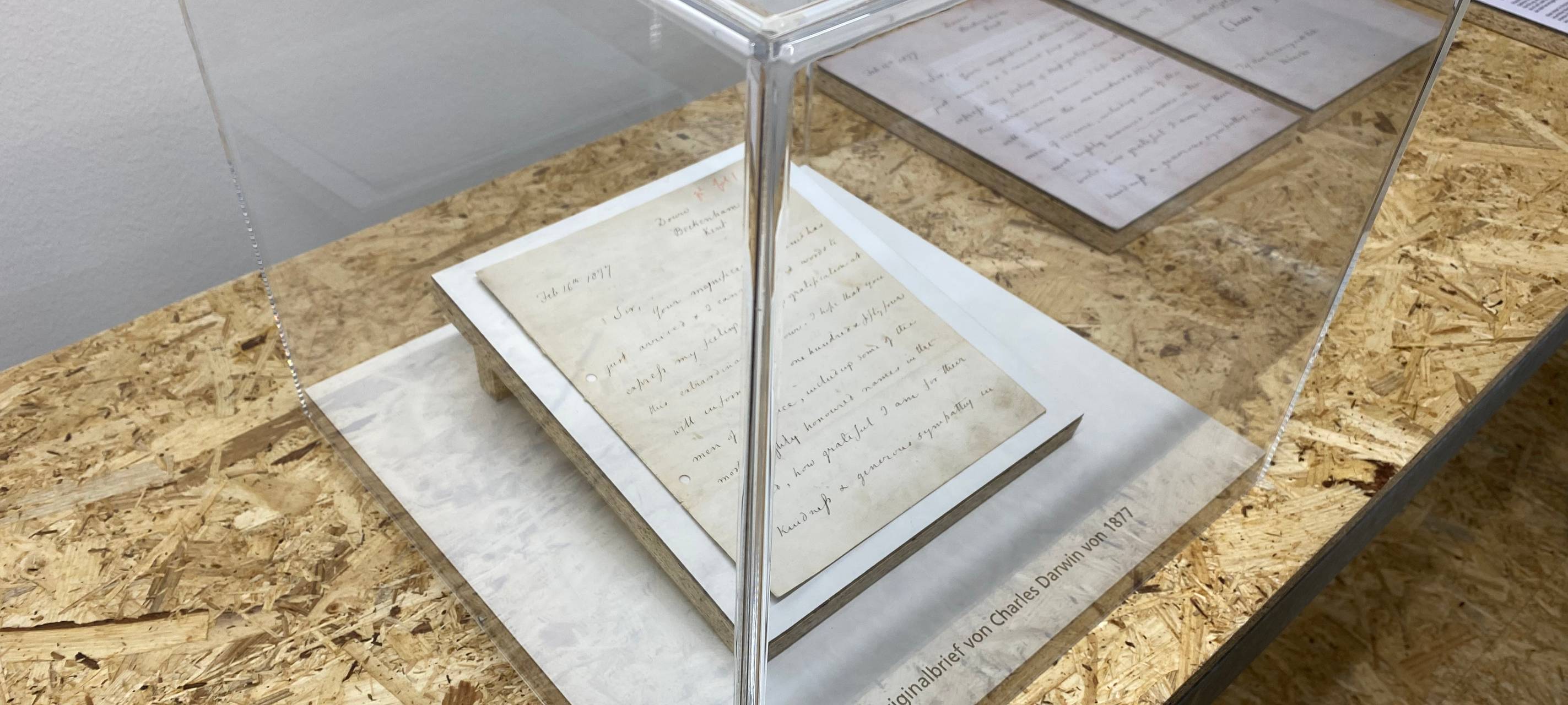 Münsters liebstes Museum