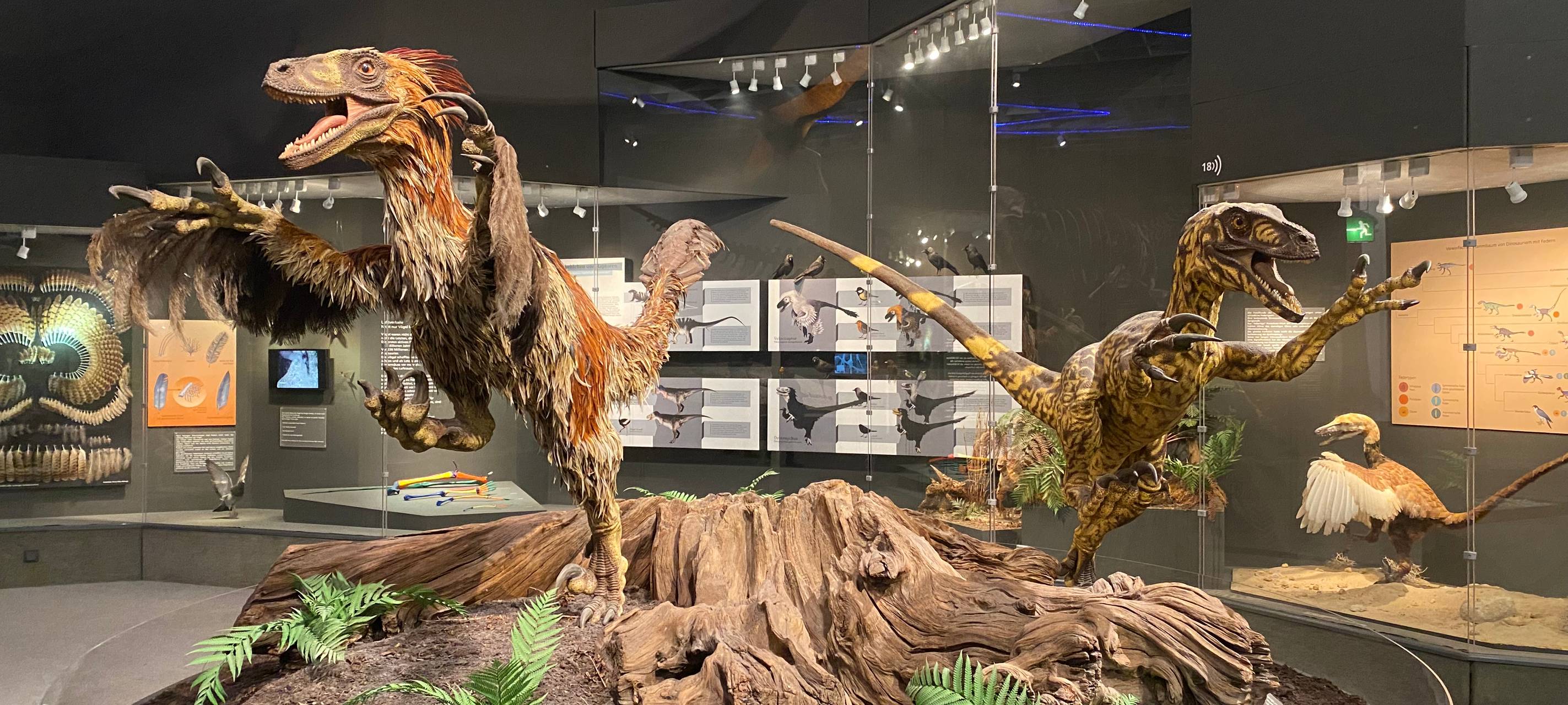 Münsters liebstes Museum