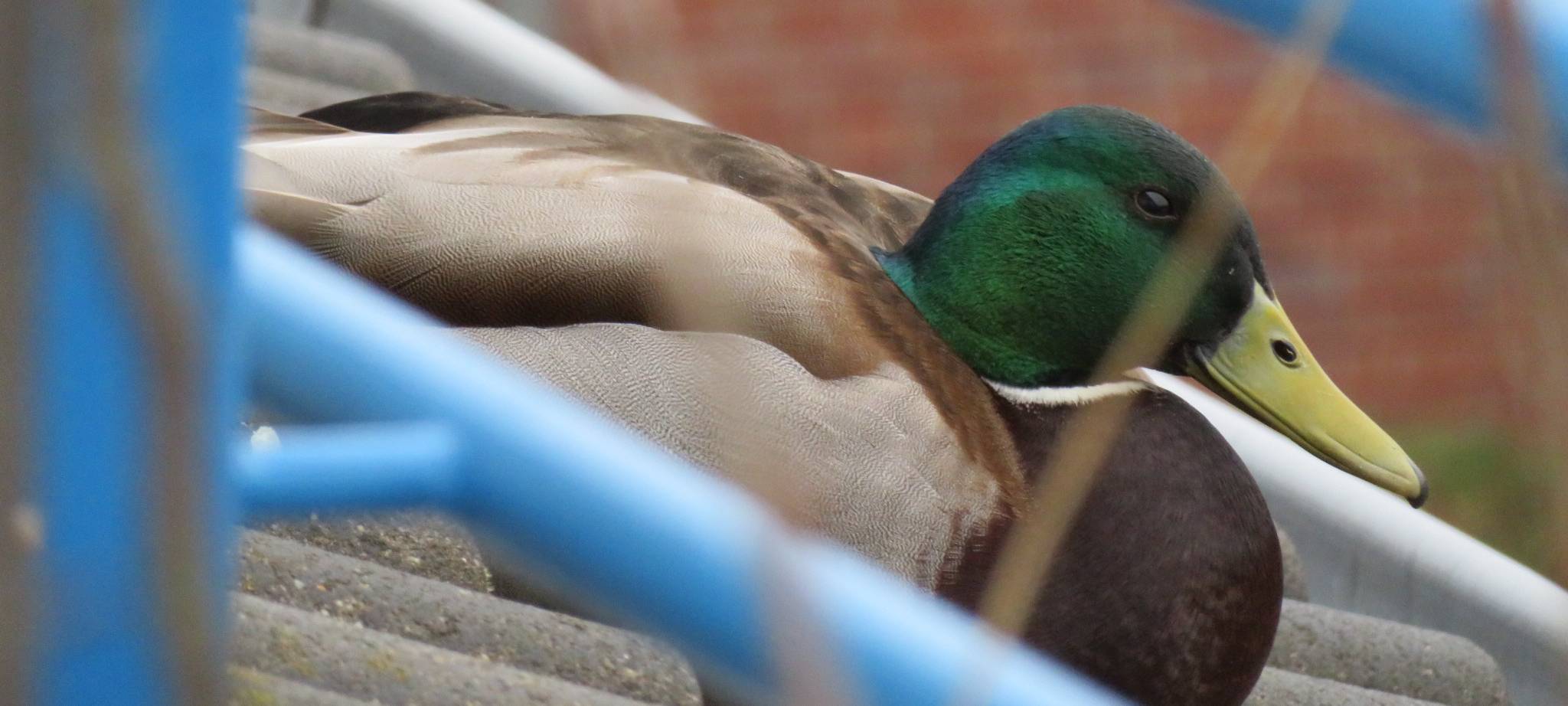 Ente Susie ist zurück