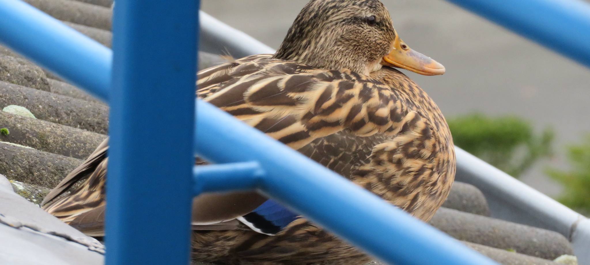 Ente Susie ist zurück